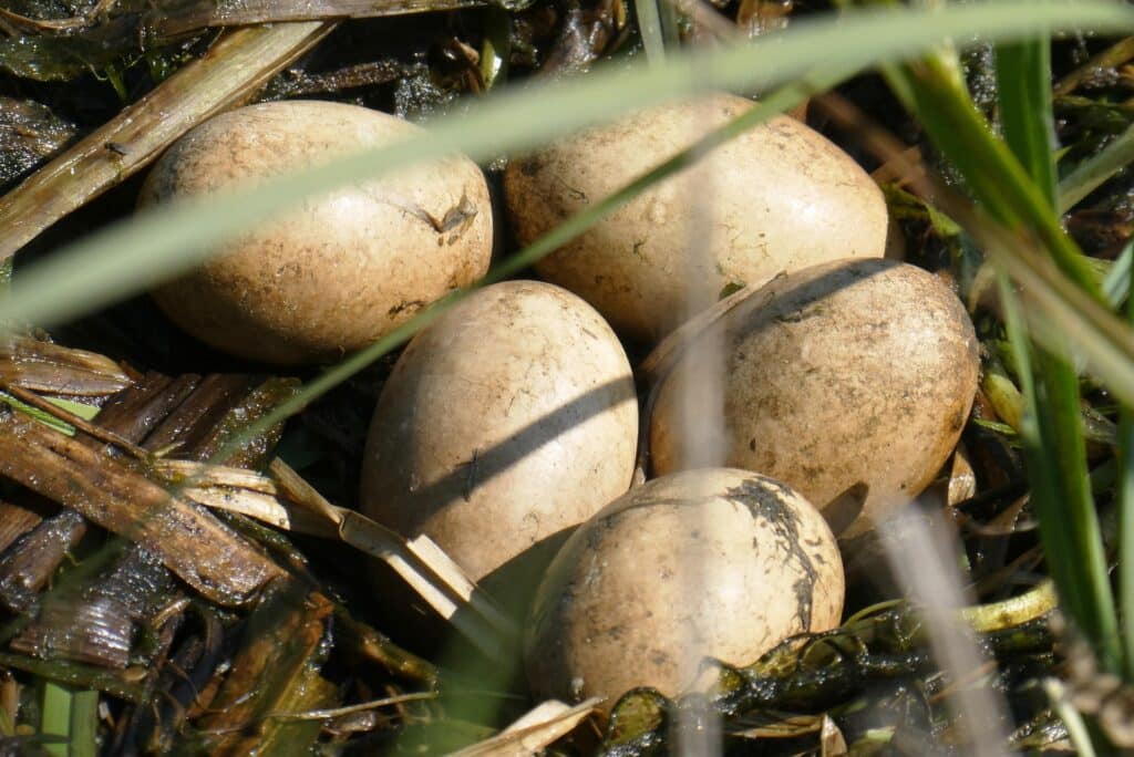 Nest, Eier, brüten